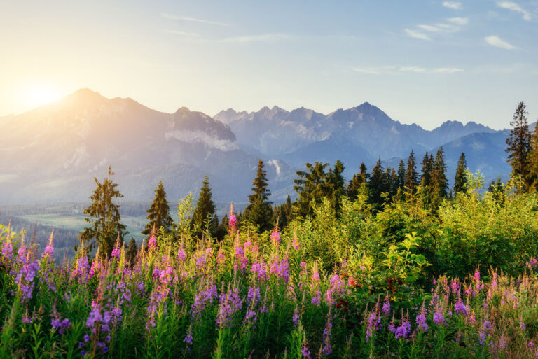 Wild flowers at sunset in the mountains. Poland. Zakopane.