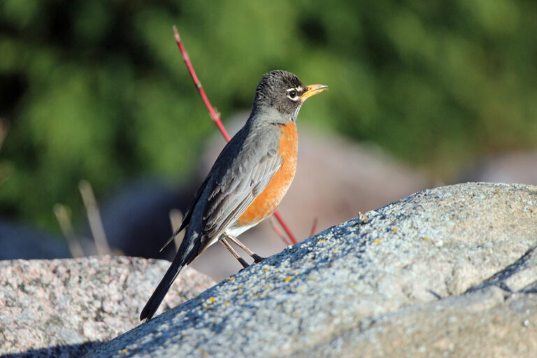 An American Robin in Wisconsin